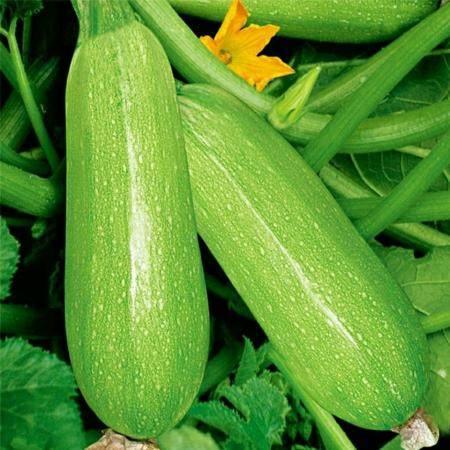 女生发吃瓜的暗示含义